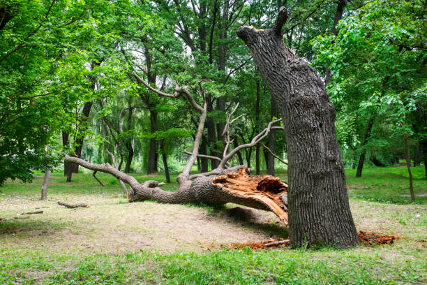 Best Arborist Consultation Services  in Cheney, WA