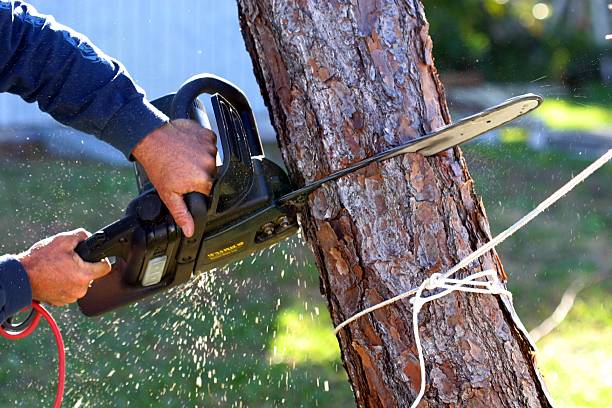 Best Tree Removal  in Cheney, WA
