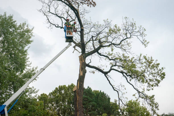 Best Hazardous Tree Removal  in Cheney, WA