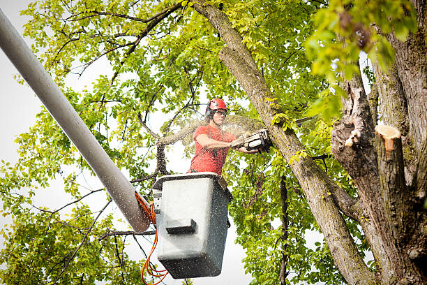 Best Emergency Tree Removal  in Cheney, WA