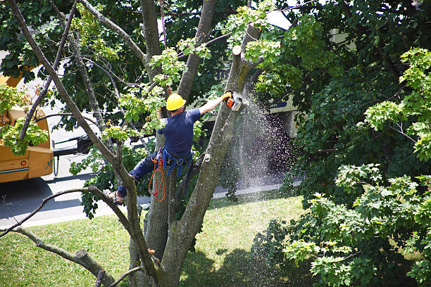 Best Tree and Shrub Care  in Cheney, WA