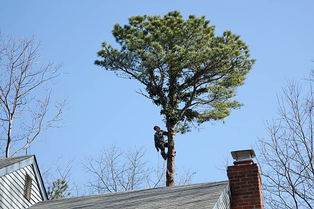 Seasonal Cleanup (Spring/Fall) in Cheney, WA